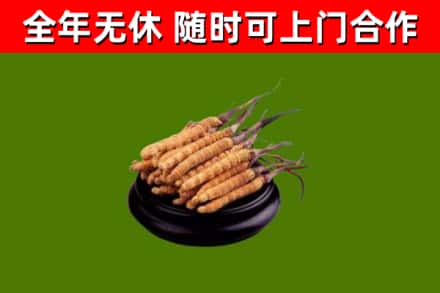 公主岭回收散虫草